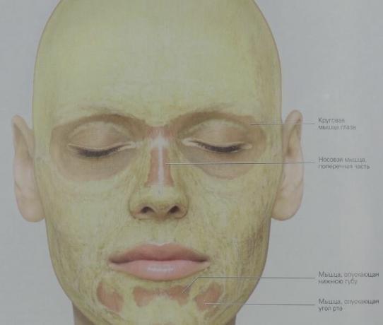 यही कारण है कि कैसे वसा हमारे चेहरे (पीला) में वितरित किया जाता है। संयोजी ऊतक की आँखों परत के परिपत्र की मांसपेशियों में लगभग कोई वसा होता है