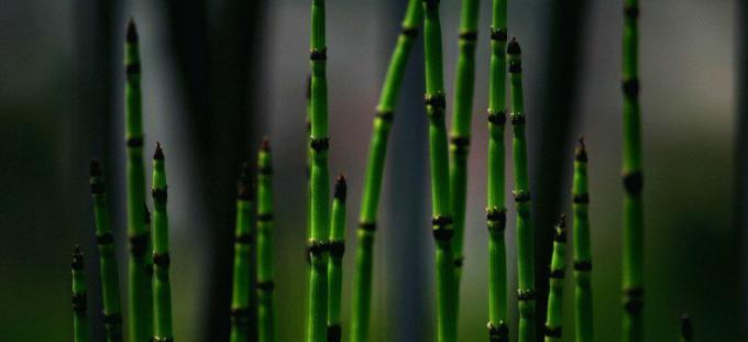 Equisetum - घोड़े की पूंछ