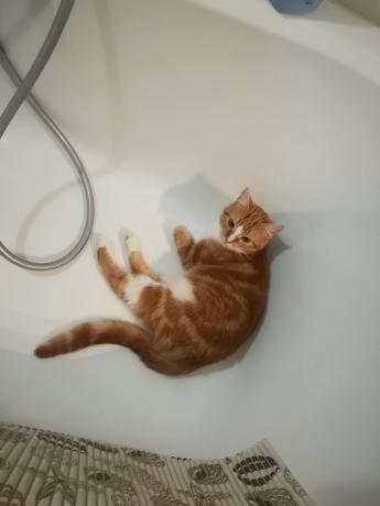 "विशेषज्ञ" बार-बार धोने के खतरों मेरी बिल्ली शायद सहमत होंगे के बारे में :)) का विवरण