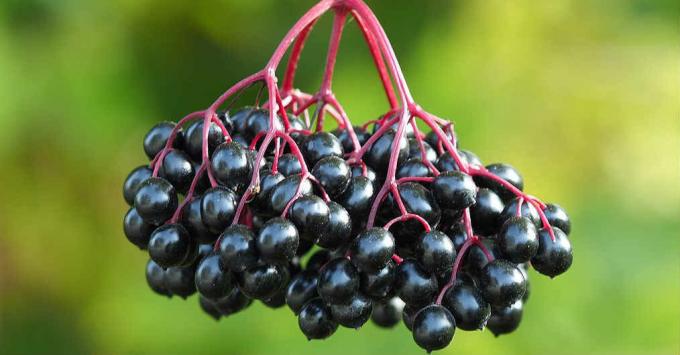 elderberry