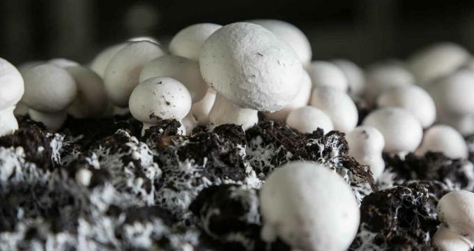 मशरूम - चमपिन्यान mushroomy