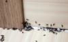 कैसे जल्दी और स्थायी रूप से घर में चींटियों से छुटकारा पाने के